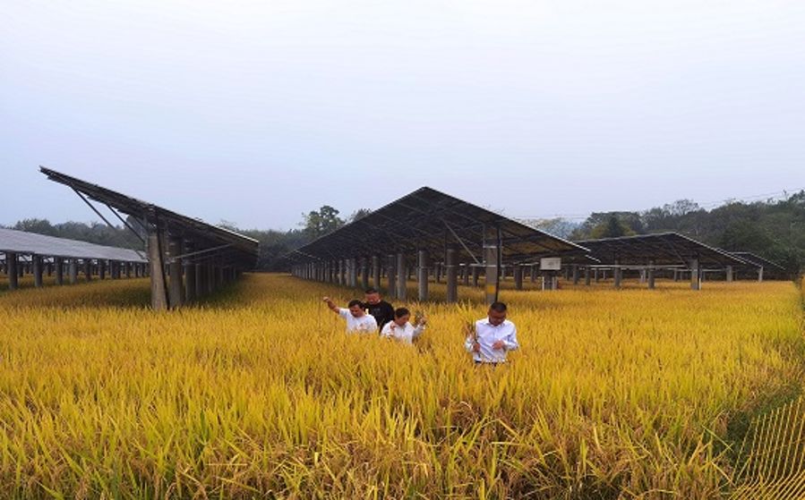 光伏區查看農業種植情況(攝影:宋康) 光伏區查看農業種植情況(攝影:宋康)